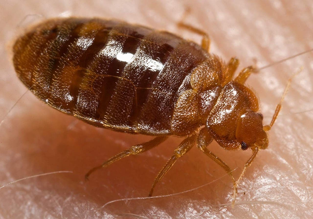 Identify bed bugs